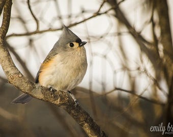 Tufted Titmouse photography print, wall art, bird photography, fine art print, 8x10 print, 5x7 print