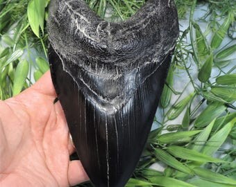Massive, Impressive 7'' Long Megalodon Sharks Tooth Replica!!!!!