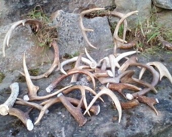 real deer antler, dog chews, white tail, real deer, great for dogs, fresh deer antler chews