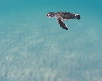 Green Sea Turtle Hatchling In The Ocean Fine Art Photograph Print