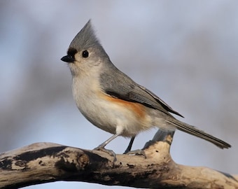 tufted, titmouse, photo, print, bird photography, wildlife photography, shop, best, songbird, home decor, wall art, nature, free shipping