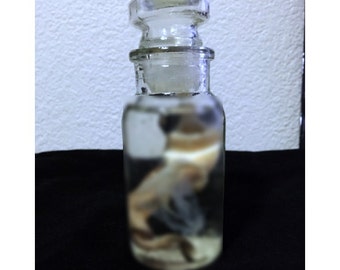 Spiny dogfisg shark embryo with yolk sack, shark specimen, cruelty free, spiny dogfish shark (RESERVED)