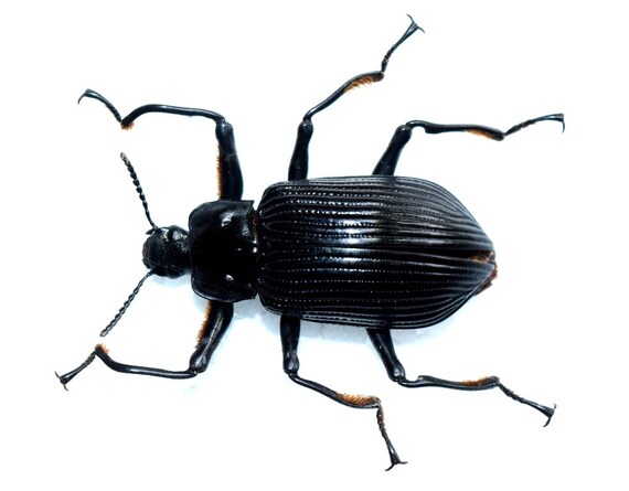 Real insect Big Tenebrionidae sp - real beetle ...