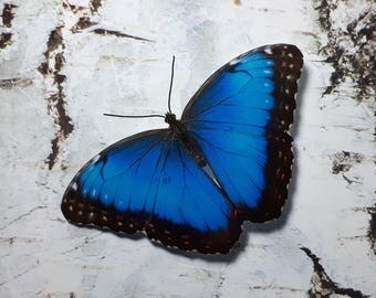 Blue Morpho 3D Butterfly decoration/decal