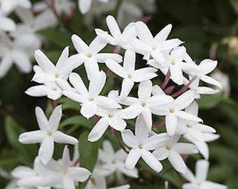 Star Jasmine Vine, LIVE POTTED Plant, Jasminoides, Very Fragrant, 8" - 15"