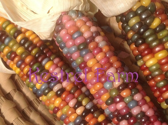 glass gem corn 100 seeds harvested 2017 see my photo glass gem corn 100 seeds harvested 2017 see my photo