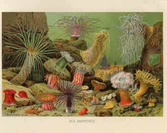 1904 Sea Anemones Digital Print Download Marine Animals