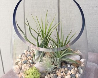 Glass Terrarium with Air Plants, KIT to make terrarium, DIY kit to make your own terrarium, air plants, terrarium