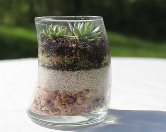 Transparent succulent planter