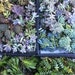 100 Succulent Cuttings with Rooting Powder for Wedding Favors, Centerpieces, Bouquets, Wreaths, Flat Panel Living Walls