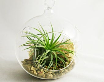 Design Your Own Mini Air Plant Terrarium / Your Choice of Colors
