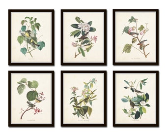 Audubon Birds Print Set No 24 Botanical Prints Illustration Collage Vintage Audubon Birds Print Set No 24 Botanical Prints Illustration Collage Vintage