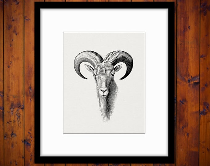 Goat Ram Graphic Printable Download Animal Image Digital Jpg Png Eps HQ 300dpi No.496