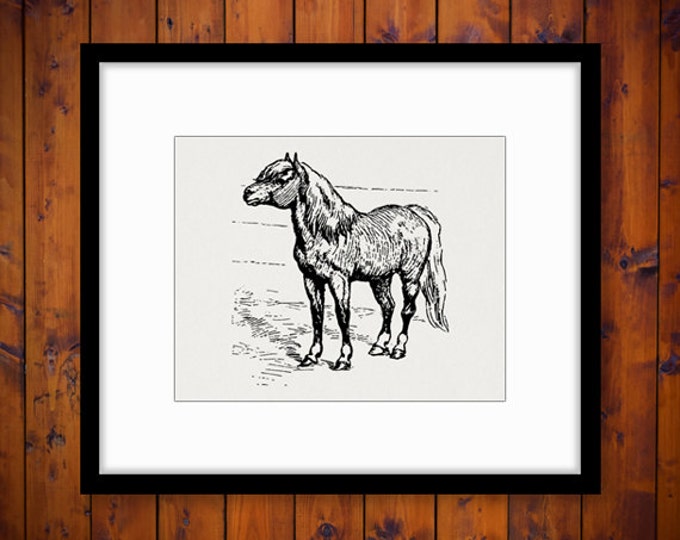 Digital Shetland Pony Printable Image Horse Graphic Download Antique Clip Art Jpg Png Eps HQ 300dpi No.646