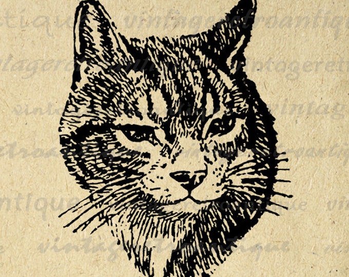 Cat Image Graphic Digital Antique Printable Illustration Download Vintage Clip Art Jpg Png Eps HQ 300dpi No.1340