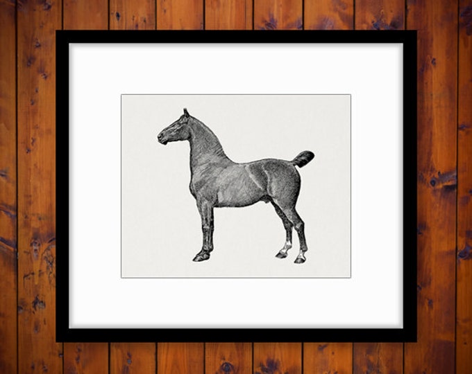 Digital Printable Coach Horse Graphic Illustration Image Download Vintage Clip Art Jpg Png Eps HQ 300dpi No.3107