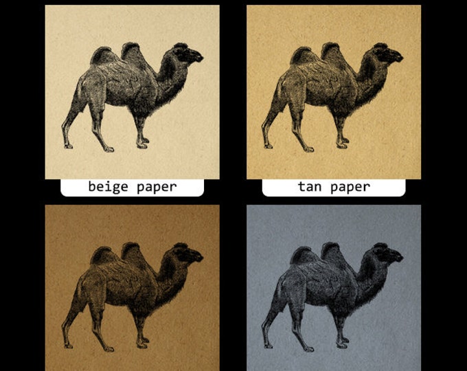 Digital Printable Camel Image Download Camel Illustration Graphic Antique Clip Art Jpg Png Eps HQ 300dpi No.2586