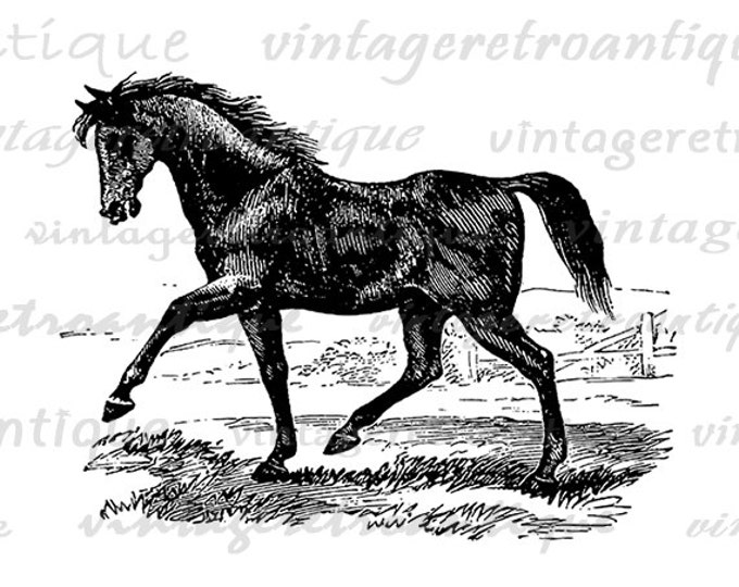 Antique Horse Image Printable Download Digital Graphic Illustration Vintage Clip Art Jpg Png Eps HQ 300dpi No.2314