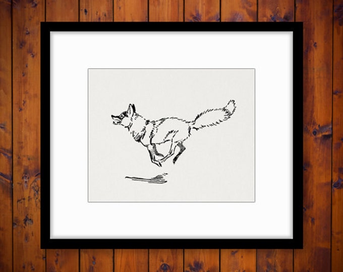 Running Fox Digital Printable Download Animal Illustration Image Graphic Vintage Clip Art Jpg Png Eps HQ 300dpi No.878