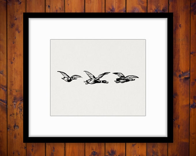 Flying Ducks Graphic Printable Download Birds Illustration Image Digital Jpg Png Eps HQ 300dpi No.3863