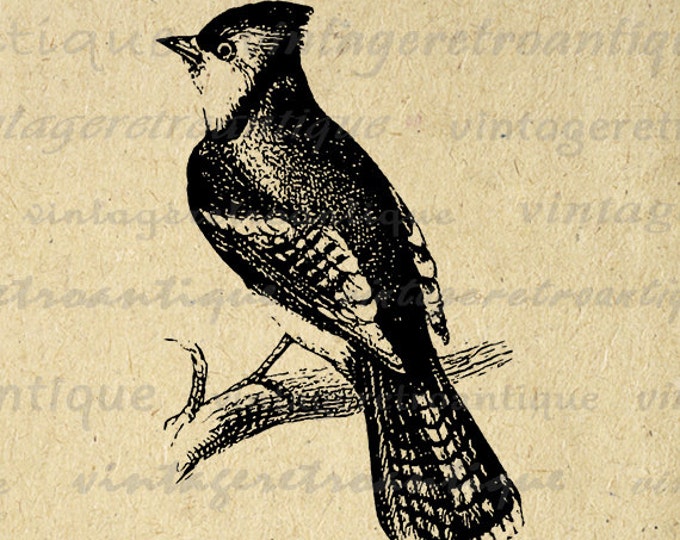 Printable Image Bluejay Graphic Bird Download Antique Digital Vintage Clip Art Jpg Png Eps HQ 300dpi No.135