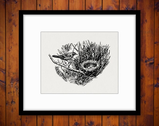 Digital Graphic Bird and Bird Nest Printable Birdnest Illustration Download Image Vintage Clip Art Jpg Png Eps HQ 300dpi No.1409