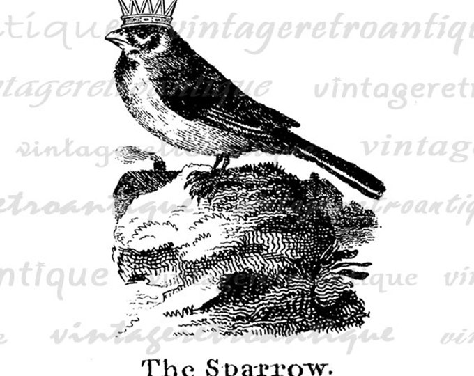 Printable Digital Sparrow with Crown Download Bird Illustration Image Graphic Vintage Clip Art Jpg Png Eps HQ 300dpi No.1066