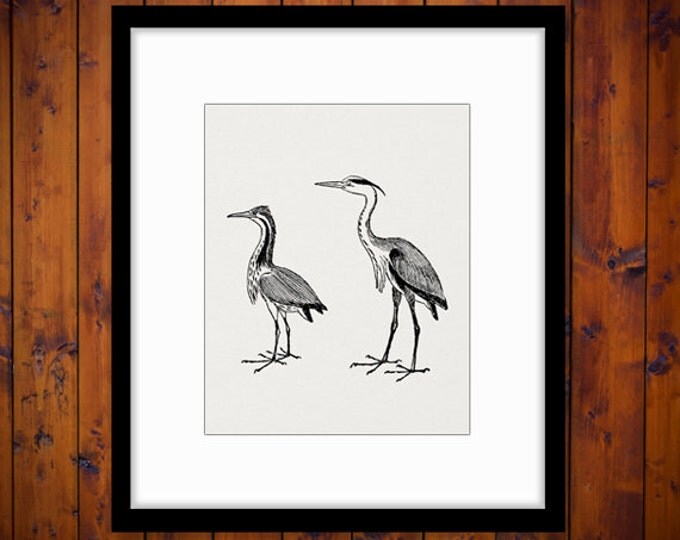 Heron and Bittern Birds Digital Image Download Bird Graphic Printable Vintage Clip Art Jpg Png Eps HQ 300dpi No.1037