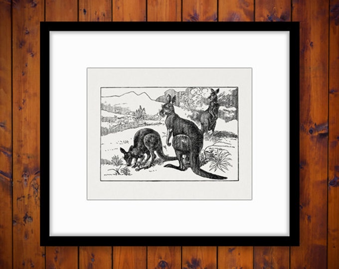 Kangaroo Digital Graphic Printable Australia Download Illustrated Image Vintage Clip Art Jpg Png Eps HQ 300dpi No.2588