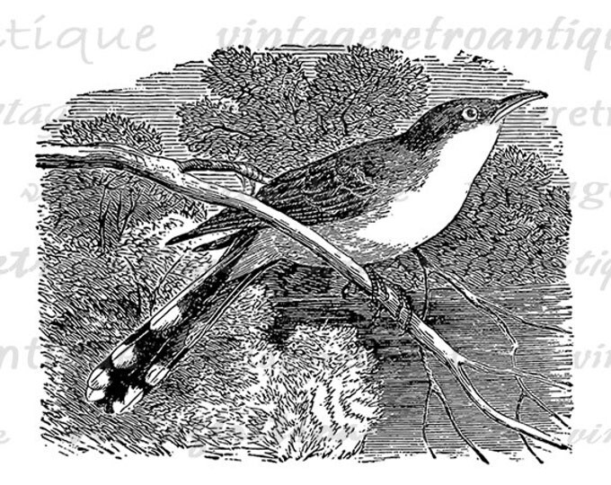 Digital Printable Yellow Billed Cuckoo Bird Illustration Graphic Bird Image Download Vintage Clip Art Jpg Png Eps HQ 300dpi No.3930