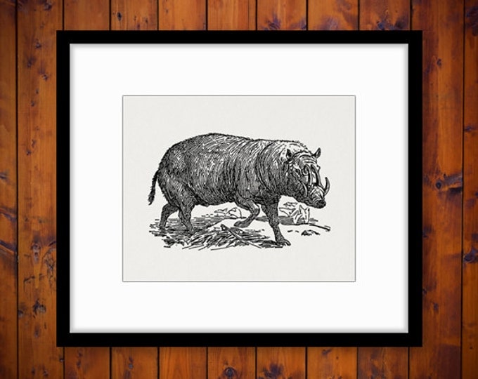 Printable Graphic Babirussa Download Wild Animal Digital Image Vintage Clip Art Jpg Png Eps HQ 300dpi No.3245