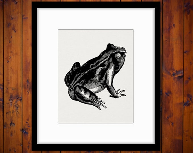 Printable Frog Image Graphic Download Frog Illustration Digital Artwork Vintage Clip Art for Transfers Printing etc HQ 300dpi No.2743