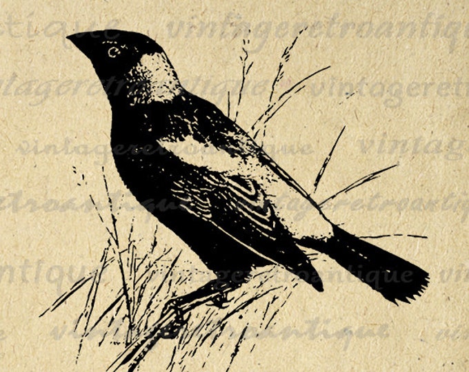 Digital Bobolink Bird Image Download Antique Graphic Printable Vintage Clip Art Jpg Png Eps 18x18 HQ 300dpi No.3570