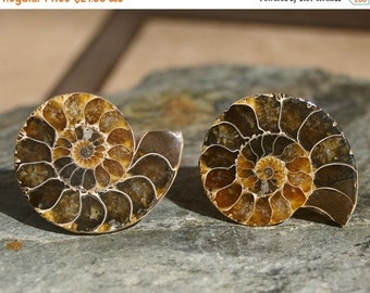 Ammonite | Etsy