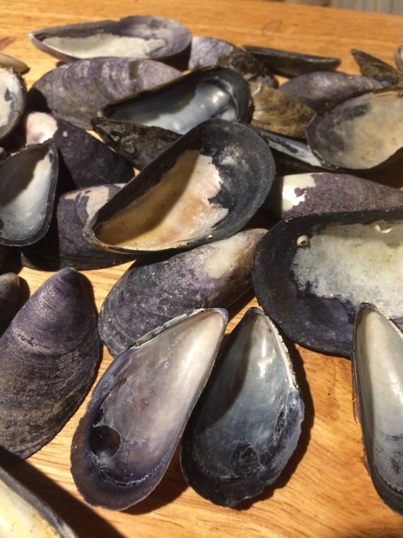 Blue Mussel shells from Mainefree shipping