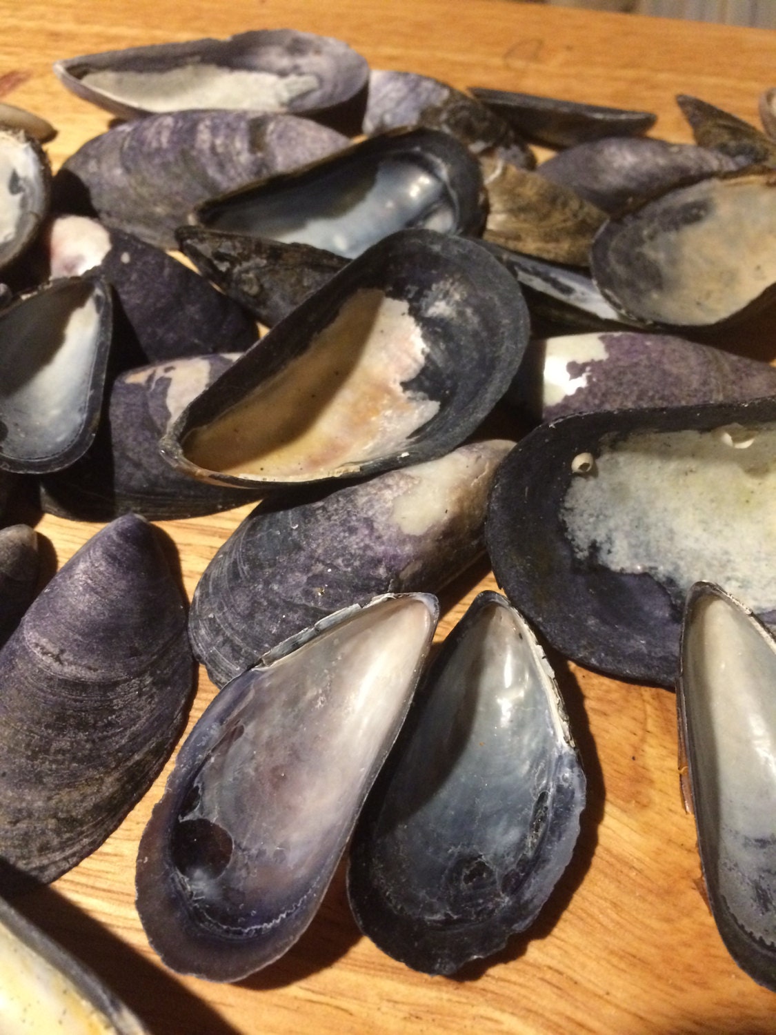 Blue Mussel shells from Mainefree shipping