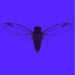 CicadaBoi