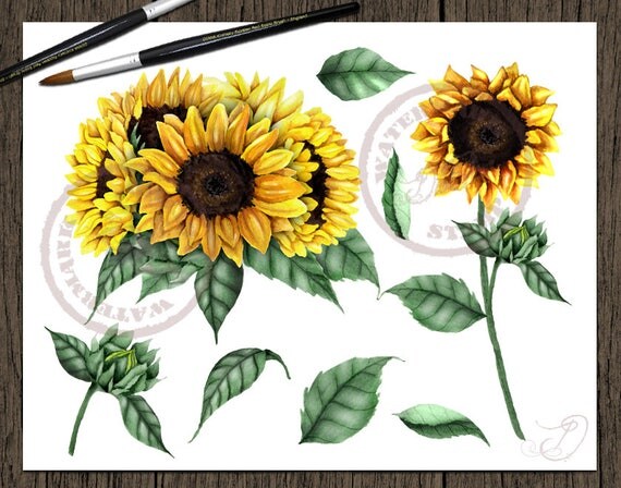 Watercolor Sunflower Clipart Clip Art Summer Sun Flower ...