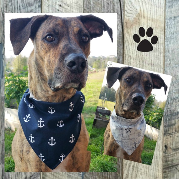 Which Fabric Is Good For Dog S Bandana Which Fabric Is Good For Dog S Bandana