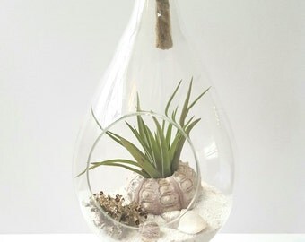 Hanging Air Plant Terrarium, Aerium, DIY Kit, Tillandsia Terrarium