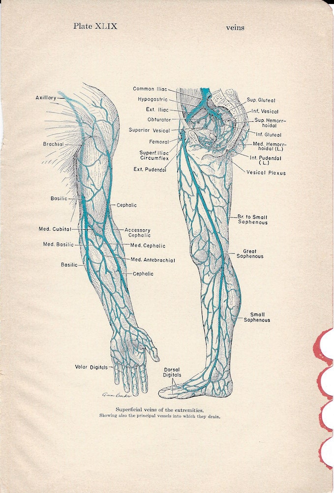 Human Anatomy Vintage Medical Anatomy Illustration Veins of Biology Diagrams