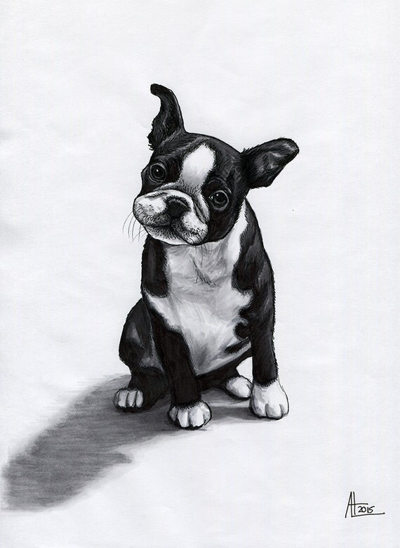 Boston Terrier Puppy 9 x 12 Pen and Ink Drawing Orignal OOAK