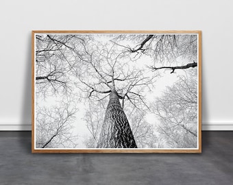 Birch Wall Art, Tree Print, Scandinavian Art, Minimalist Wall Art, Black White Printable, BW Photography, Boho Poster, modern forest print