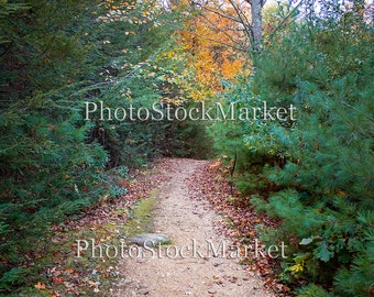 Forest Backdrop, New England Fall, Photography Backdrop, Digital backdrop, Photoshop background, Evergreens, Fall leaves, Country Path