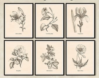 Digital prints, Vintage print set, Wall art, Floral print set, Set of 6 prints, Antique flower print, Large botanical print set, Lily, Poppy