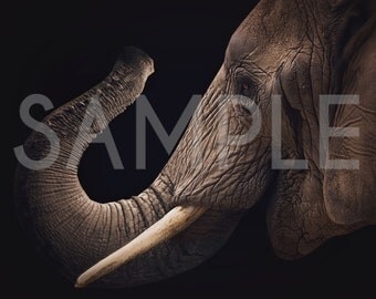 Newborn digital backdrop - Newborn digital background - Elephant trunk cradle - Elephant newborn backdrop