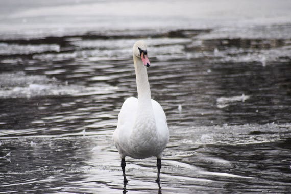 Swan Photography, Swan Standing on frozen water, Wildlife Photography, Swan Print, Swan Photo, swan art, swan decor, pond photography