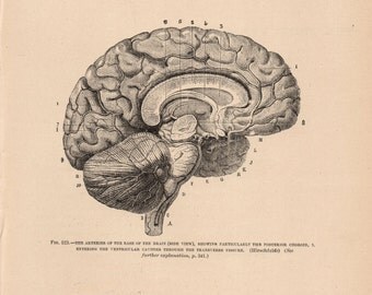 Items similar to The human brain, Human Anatomy, the human skull, Old ...