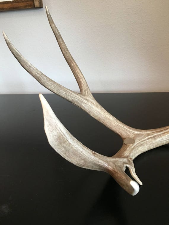 Items similar to Five point drop tine shed antler. on Etsy