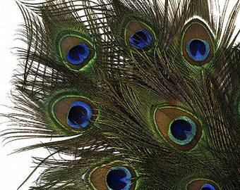 Natural Peacock Feathers Packaged 12 & 25 pc/pkgs